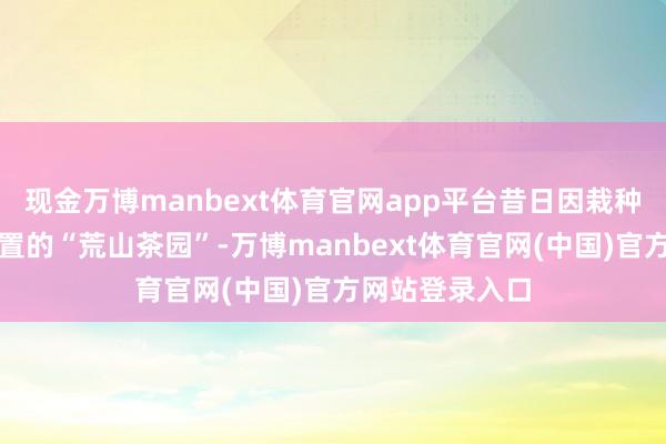 现金万博manbext体育官网app平台昔日因栽种效益偏低被闲置的“荒山茶园”-万博manbext体育官网(中国)官方网站登录入口